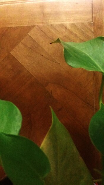 Photo close-up of green leaves