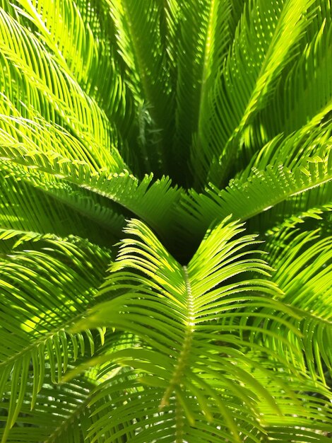 Close-up of green leaves