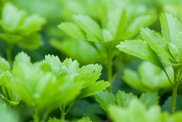 close-up of green leaves