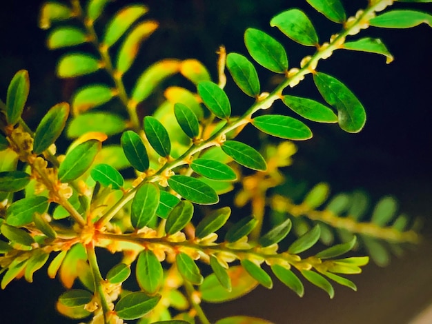 Photo close-up of green leaves