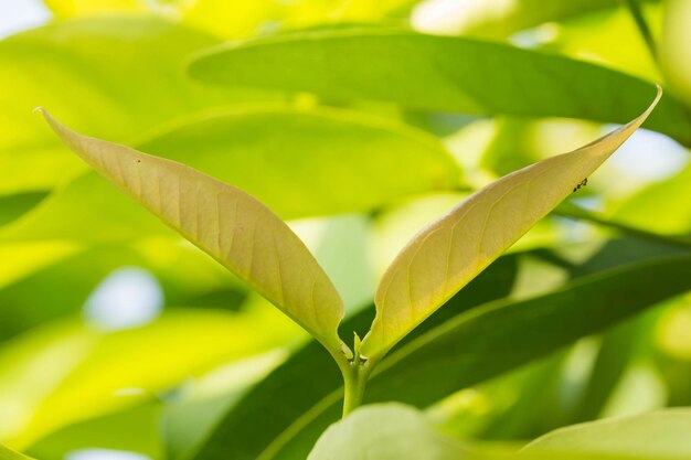 Close-up of green leaves