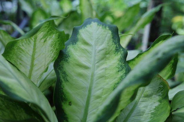 Photo close-up of green leaves