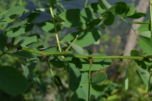 Close-up of green leaves