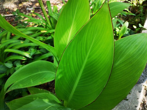 Photo close-up of green leaves