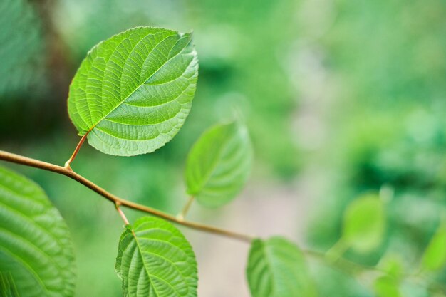 Close-up of green leaves