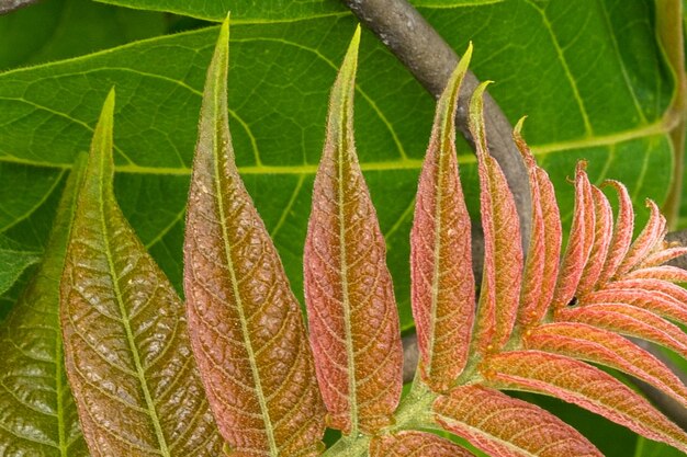 Close-up of green leaves