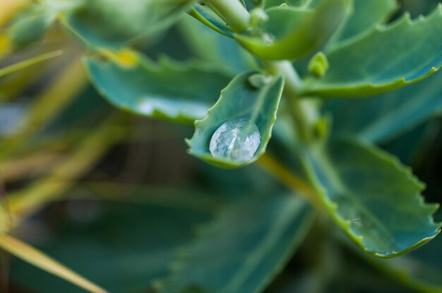 Close-up of green leaves