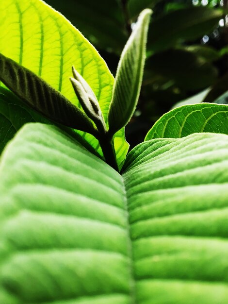 Close-up of green leaves