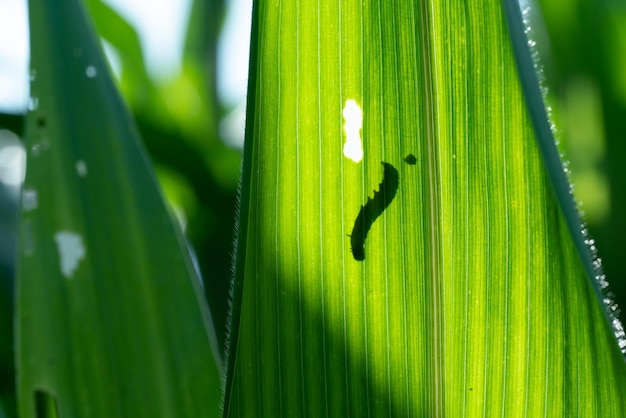 close-up of green leaves