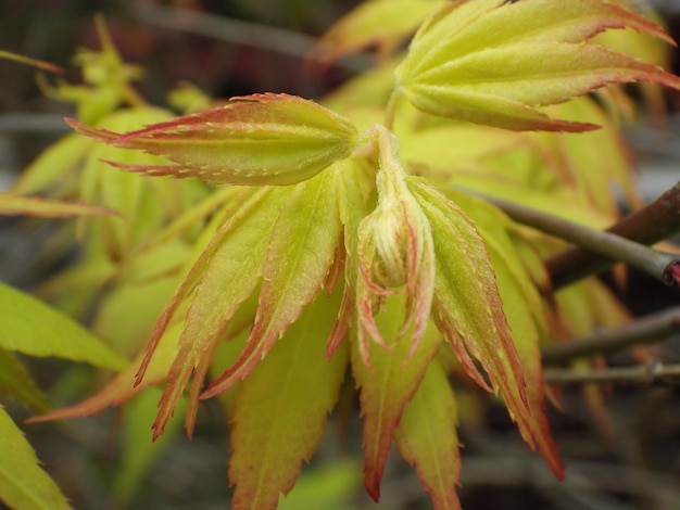 Photo close-up of green leaves