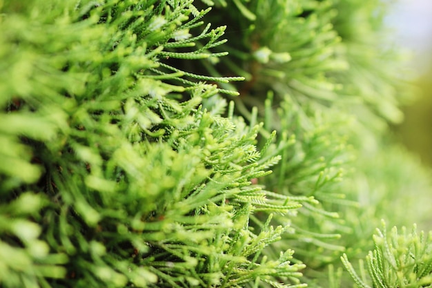 Photo close-up of green leaves