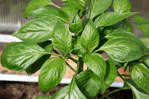 Photo close-up of green leaves