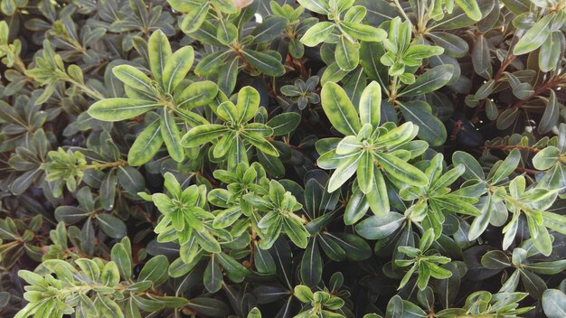 Photo close-up of green leaves