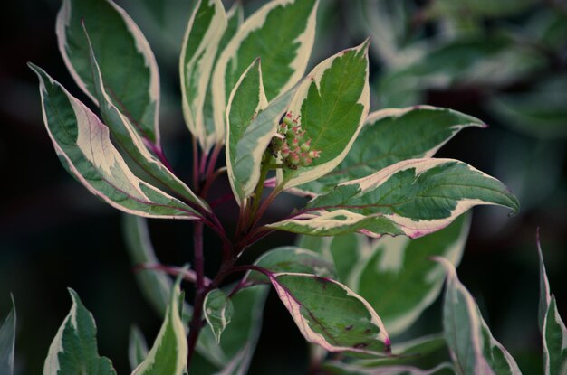 Photo close-up of green leaves