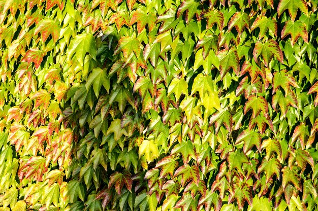 Close-up of green leaves