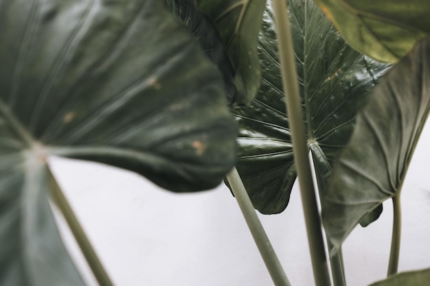 Close-up of green leaves