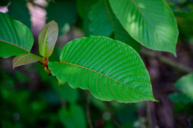 Close-up of green leaves