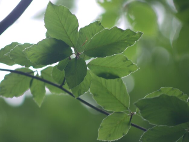 Close-up of green leaves