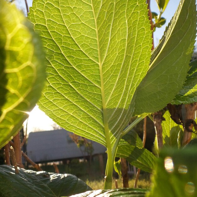 Photo close-up of green leaves