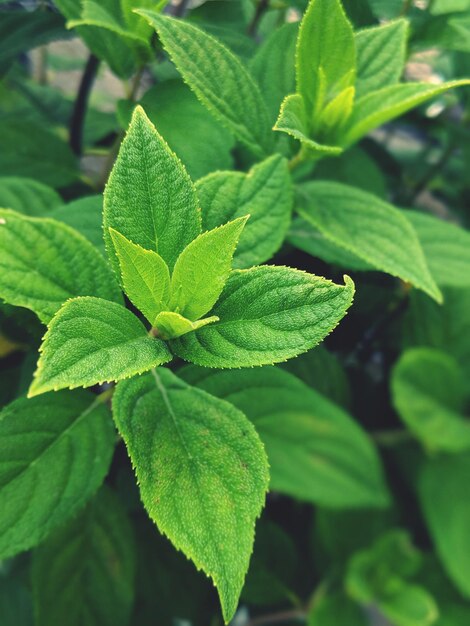 Photo close-up of green leaves