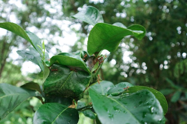 Close-up of green leaves