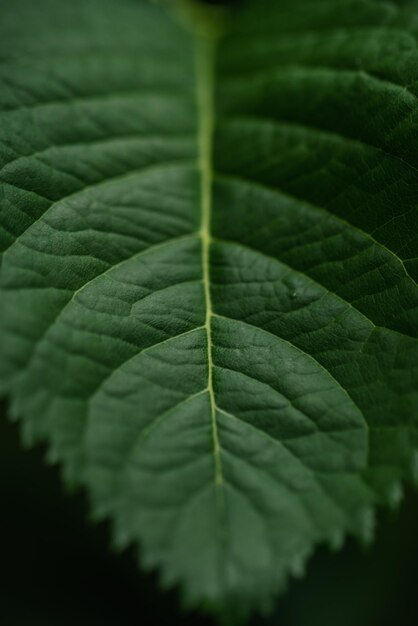 Photo close-up of green leaves