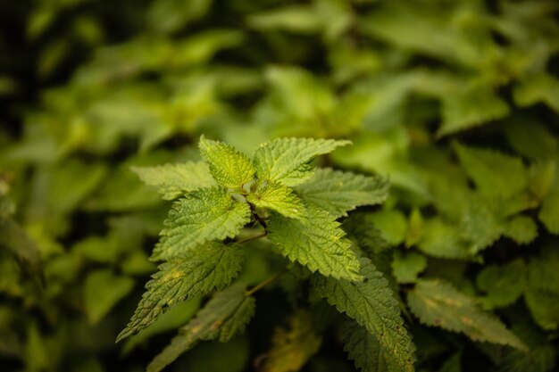 Close-up of green leaves