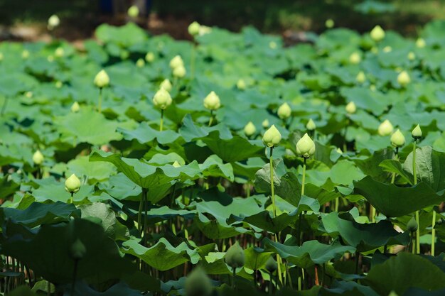 Close-up of green leaves