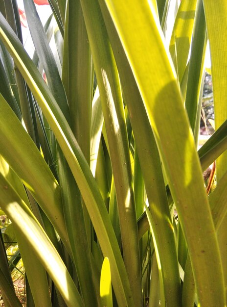 Close-up of green leaves