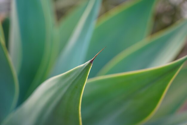 Close-up of green leaves