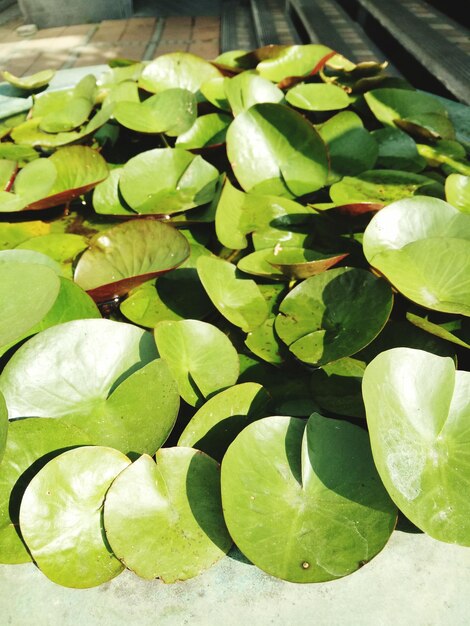 Close-up of green leaves