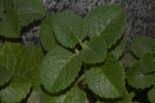 Close-up of green leaves