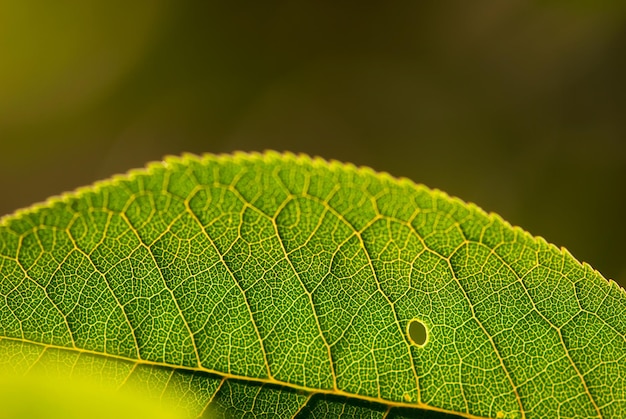 Close-up of green leaves