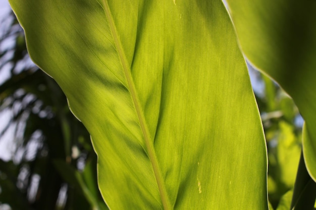 Photo close-up of green leaves