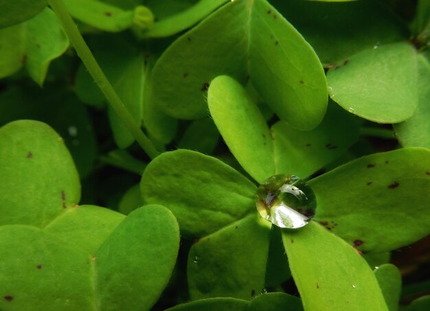 Photo close-up of green leaves