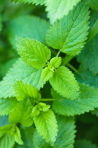 Photo close-up of green leaves