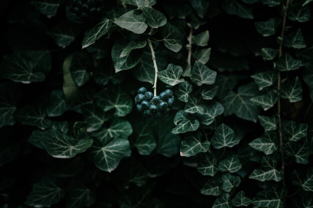 Photo close-up of green leaves