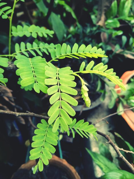 Close-up of green leaves