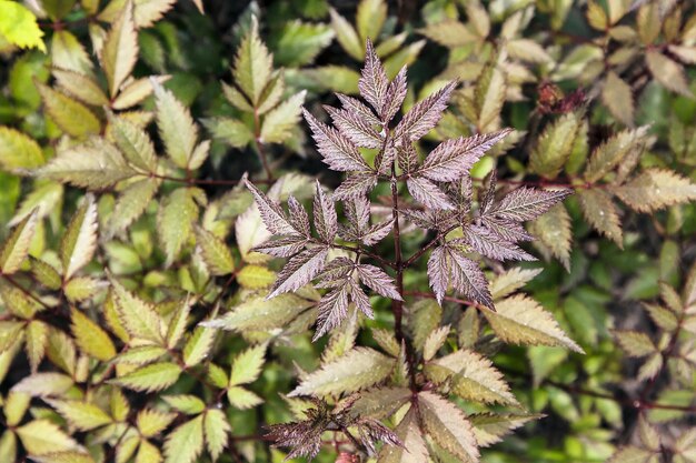 Photo close-up of green leaves