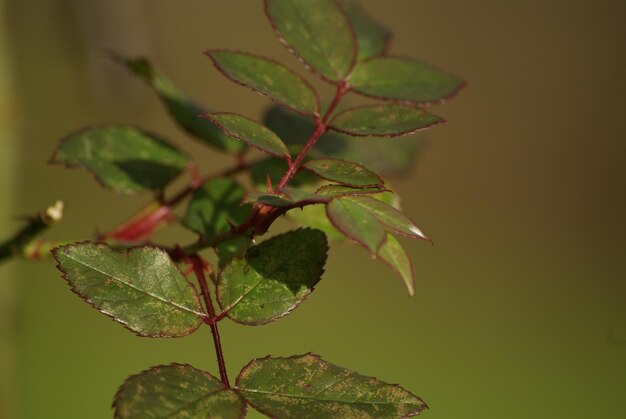 Close-up of green leaves