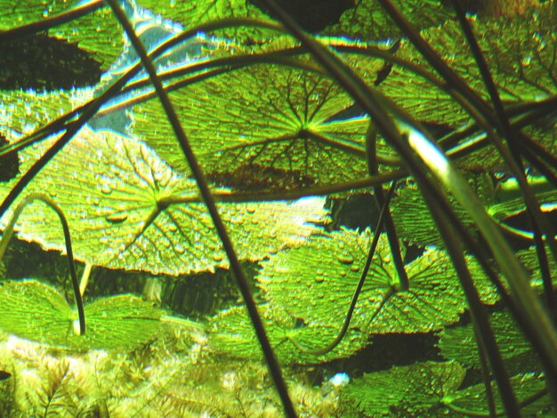 Close-up of green leaves