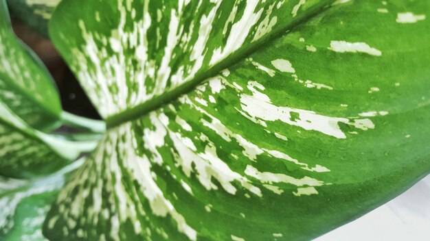 Photo close-up of green leaves