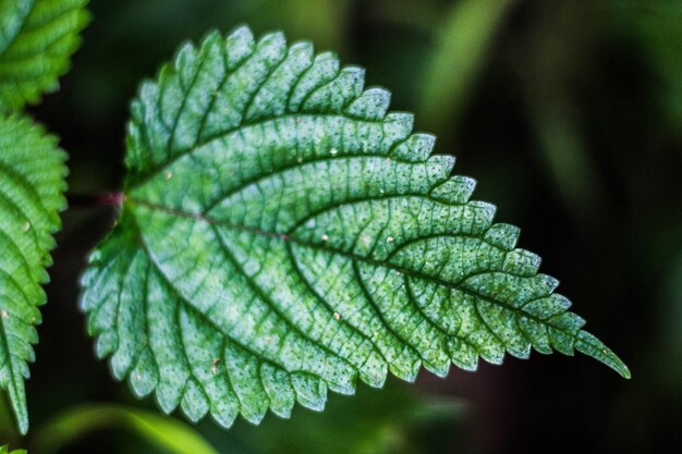 Close-up of green leaves