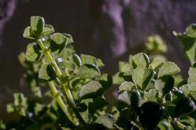 Close-up of green leaves