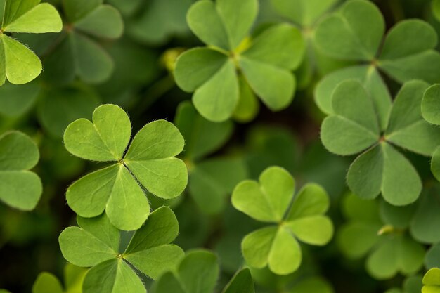 Photo close-up of green leaves