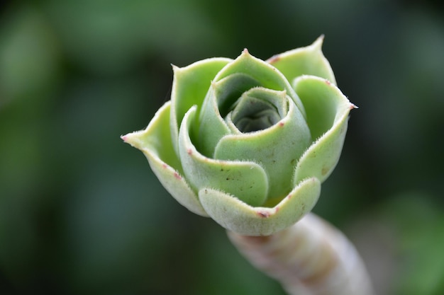 Close-up of green leaves