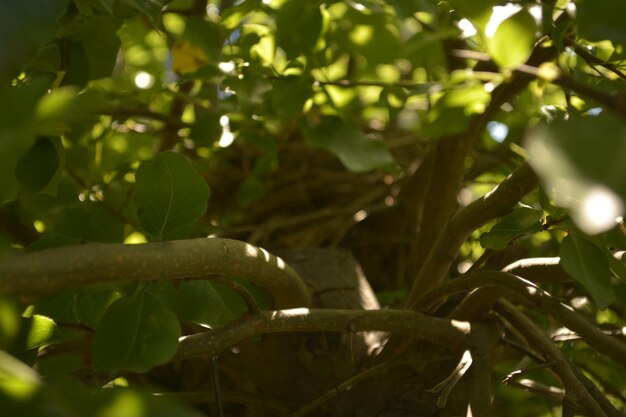 Close-up of green leaves