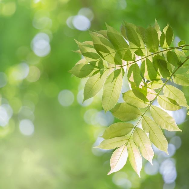 Photo close-up of green leaves