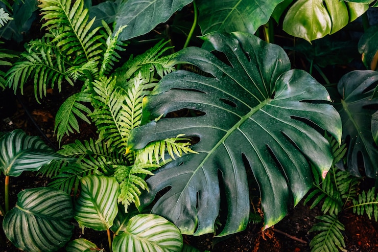 Photo close-up of green leaves