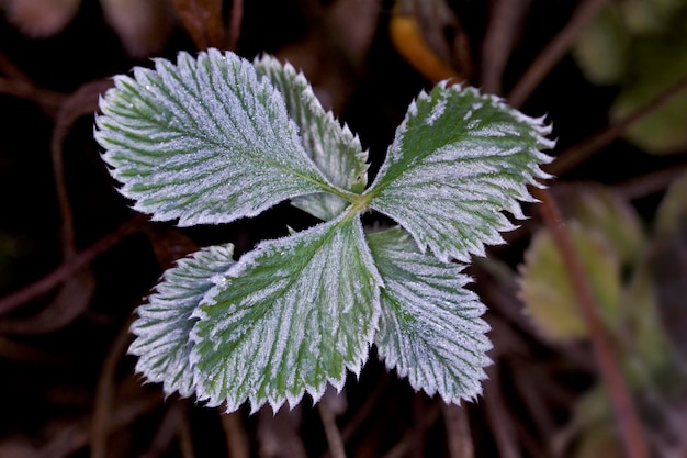 Photo close-up of green leaves